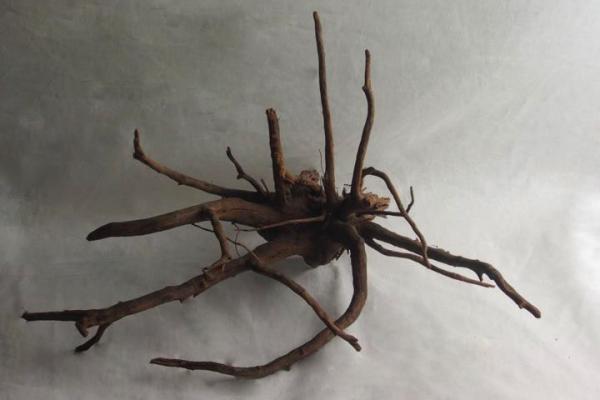 Rote Moorwurzel pro 1Kg